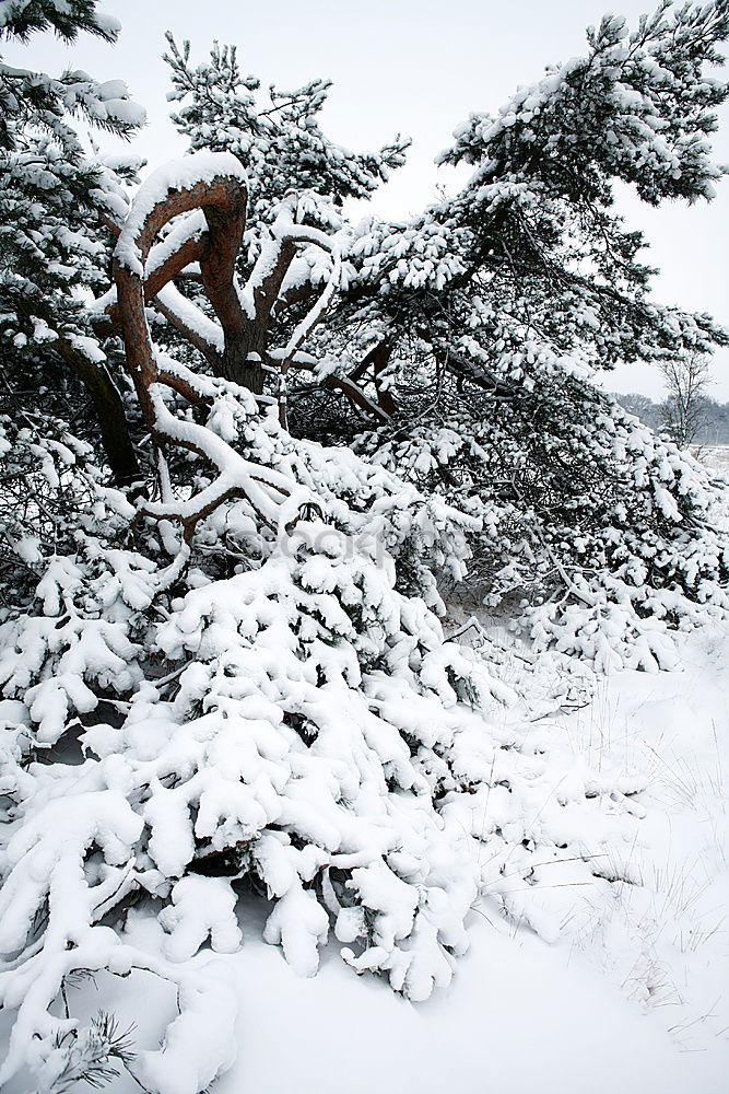 Similar – Foto Bild Schwarzwaldwinter Ausflug