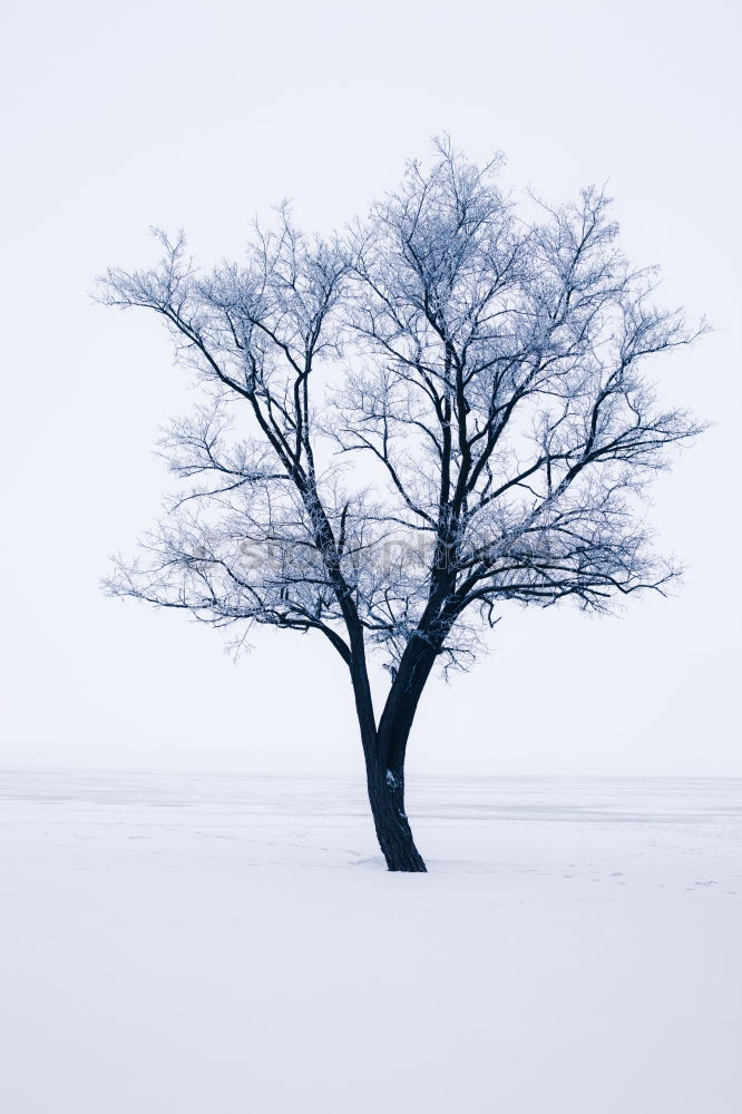 Similar – Image, Stock Photo snow flurries Environment