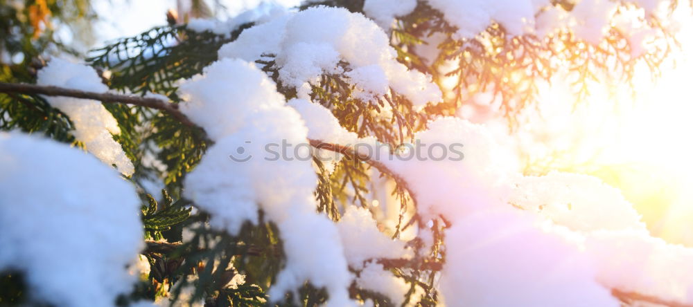 Similar – Foto Bild Schneeweiß schön Sonne