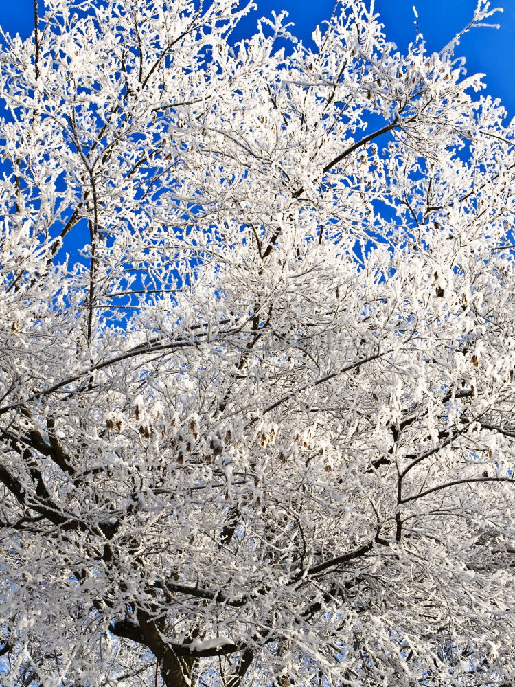 Similar – Weiße Kronen Schnee