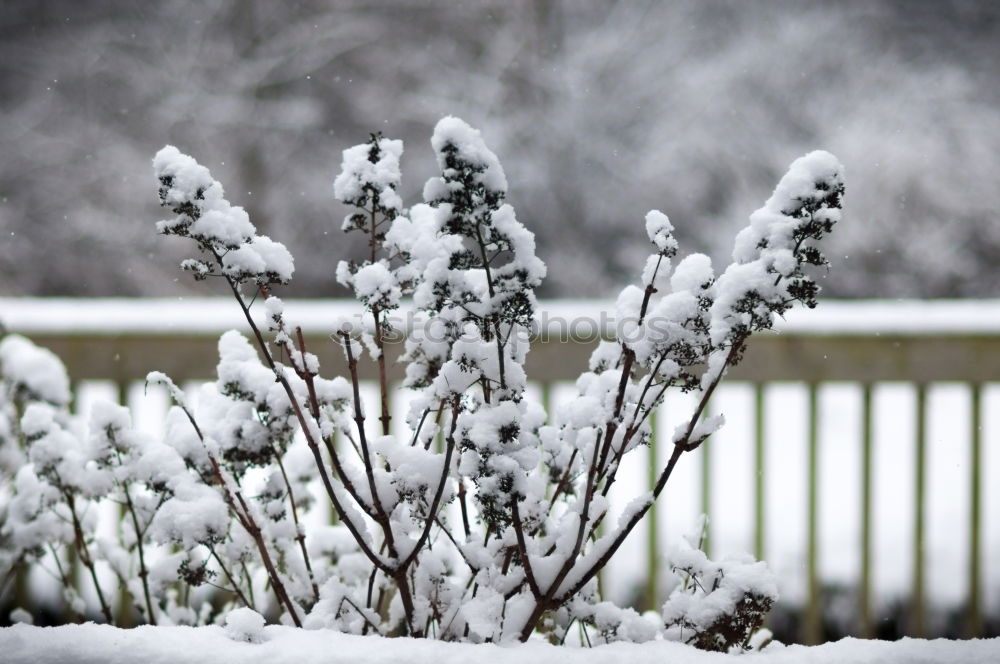 Similar – Wintermärchen Erholung