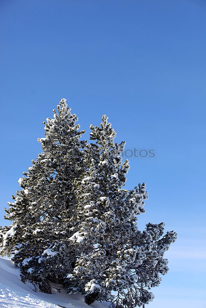 Similar – Image, Stock Photo brrrrrrr cold Winter Tree