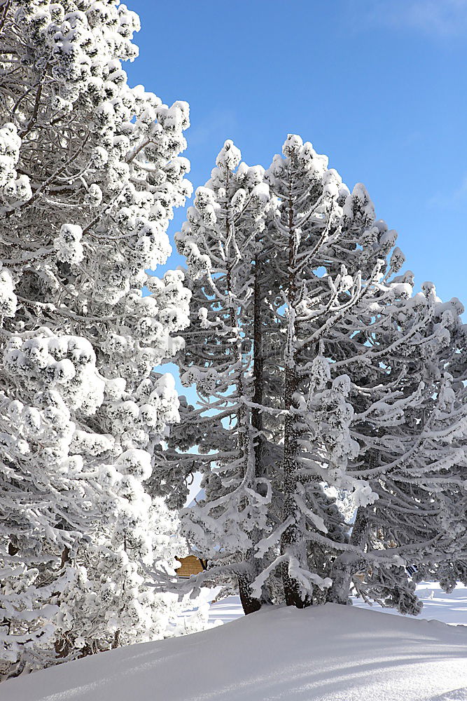 Similar – winter hike in the northern Black Forest on a sunny day