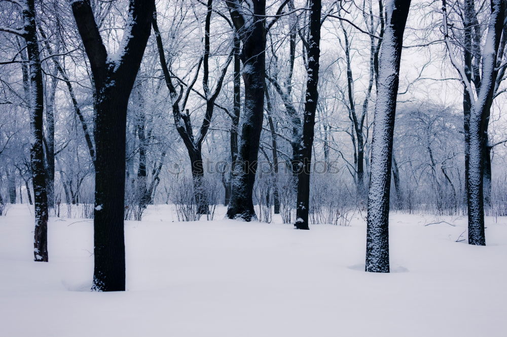 Similar – Trees in a hilly snowy landscape