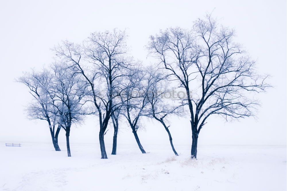 Similar – freigestellter baum Winter