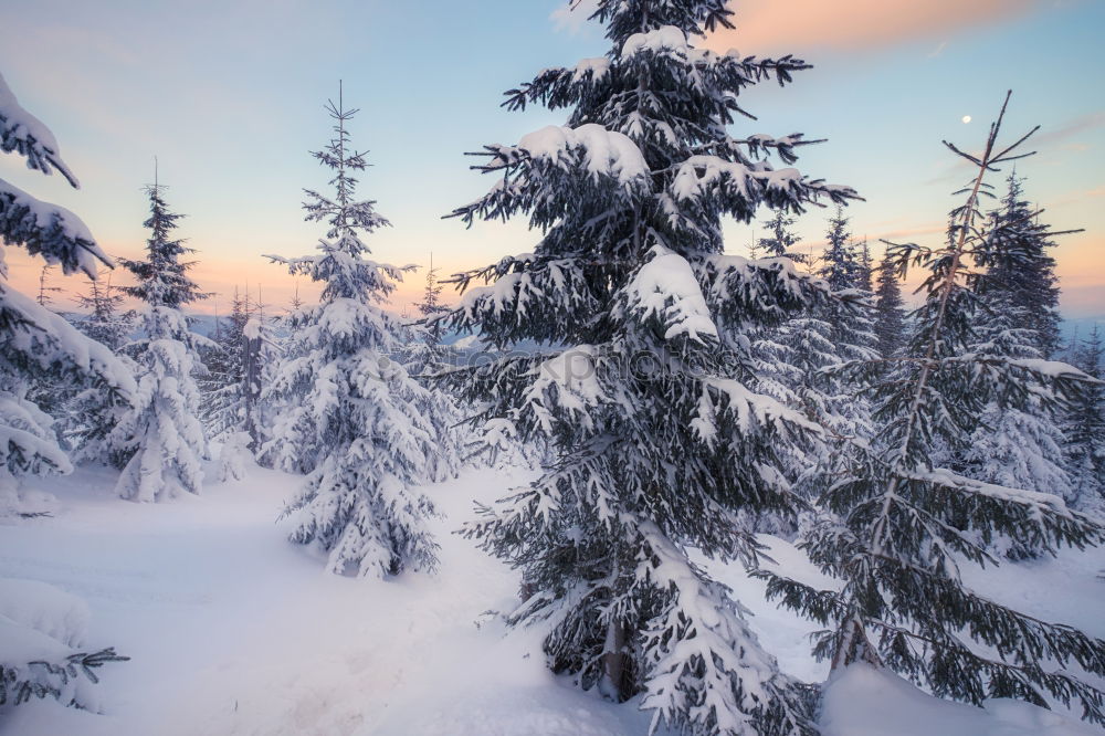 Similar – Image, Stock Photo Fairytale II Winter White