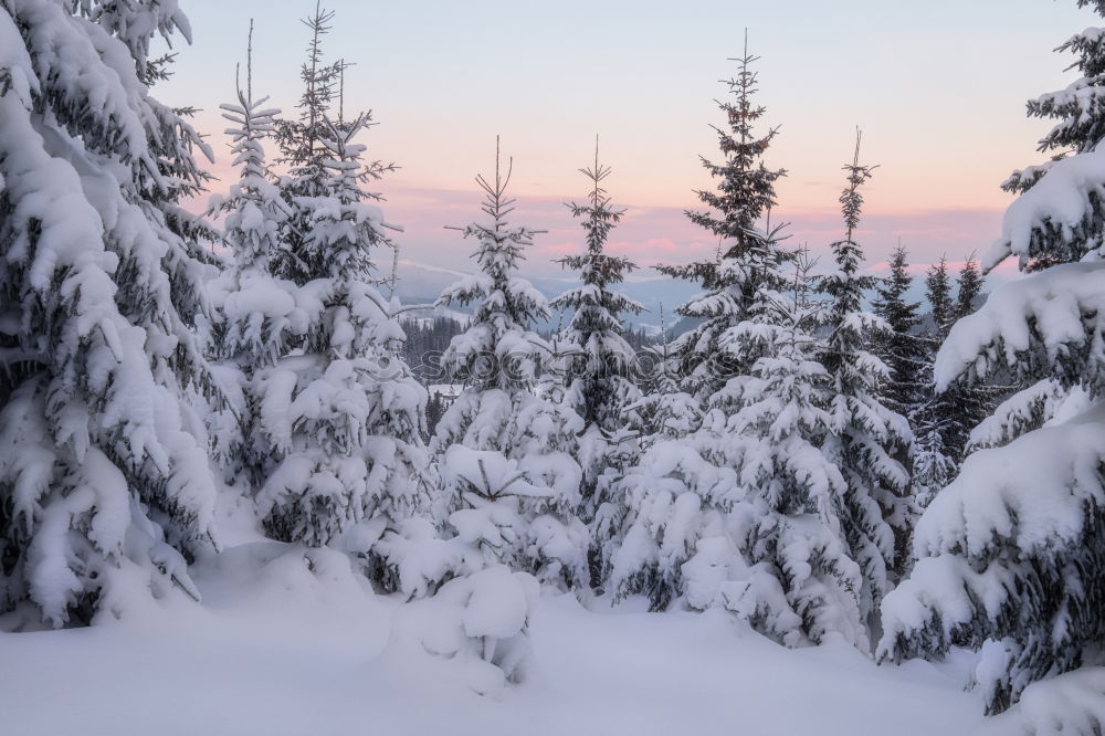 Similar – Image, Stock Photo winter hike in the northern Black Forest on a sunny day