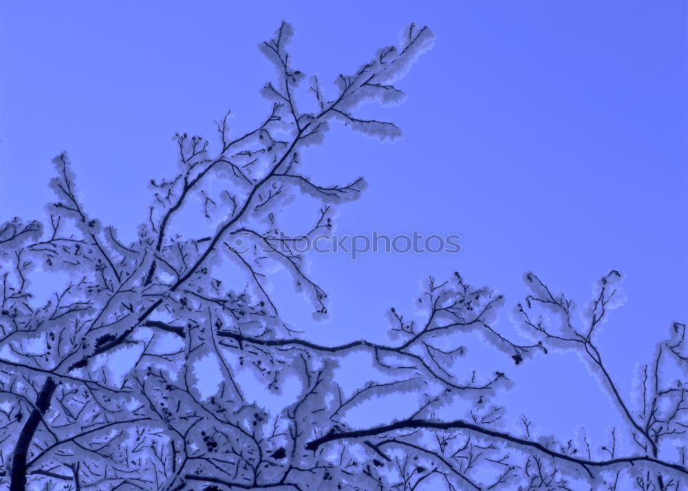 Similar – Image, Stock Photo Ice crystals 03 Winter