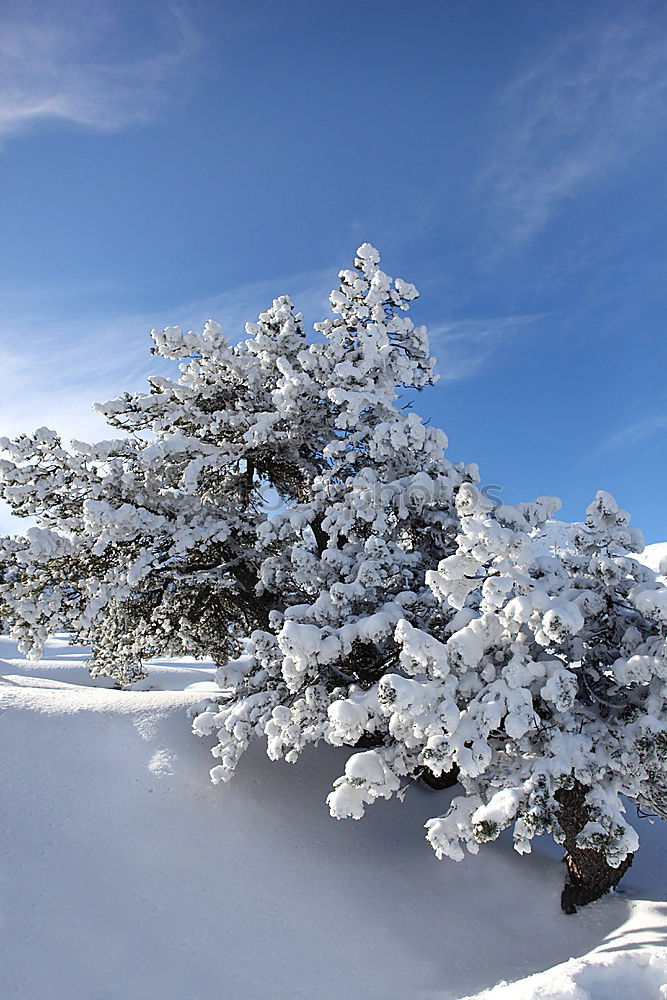 Similar – Image, Stock Photo Iced tree Tree White Cold