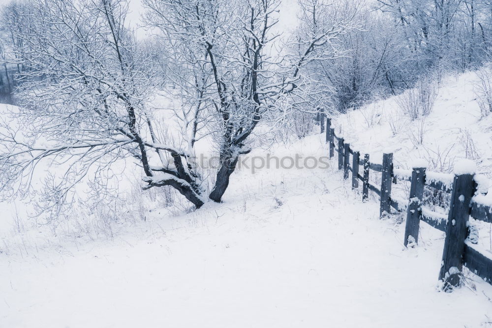 Winter wonderland Nature