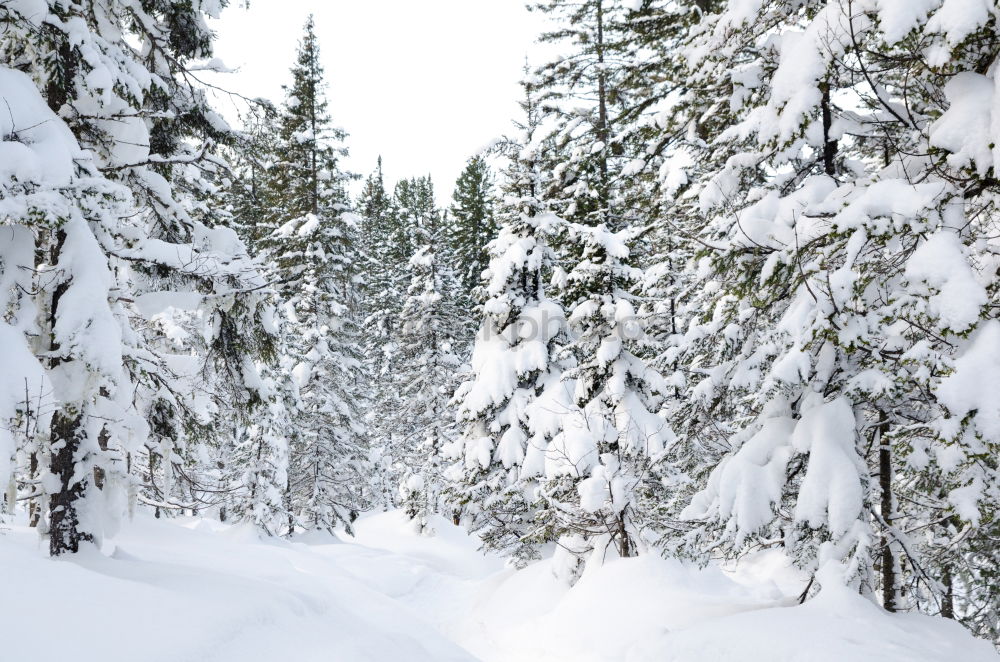 Similar – Image, Stock Photo Romping in the snow