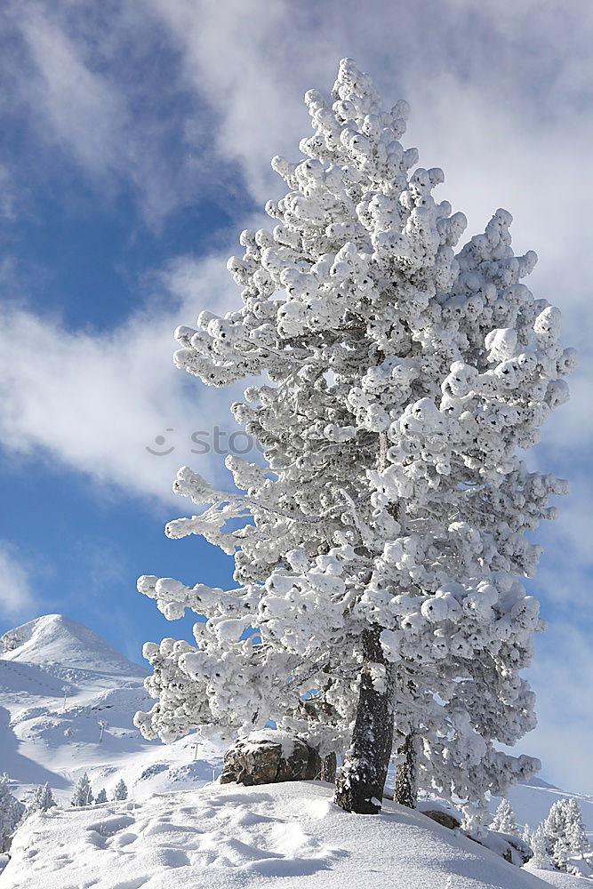 snow fir Fir tree Tree