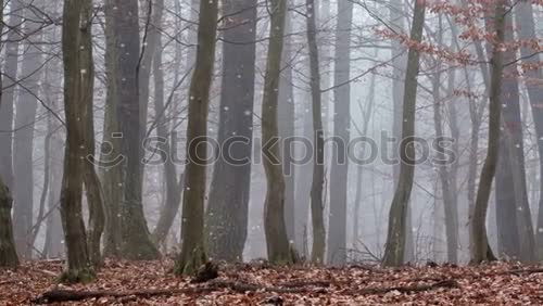 Similar – Image, Stock Photo Lonely walker Lifestyle