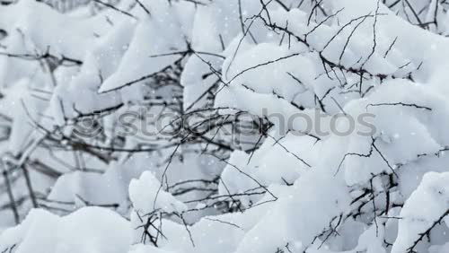 Similar – Image, Stock Photo chill Fruit Life Winter