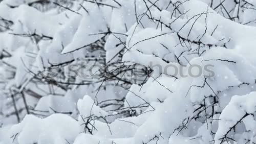 Similar – Image, Stock Photo chill Fruit Life Winter