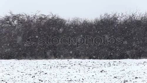 Similar – Image, Stock Photo Fairy tale Rumpelstiltskin