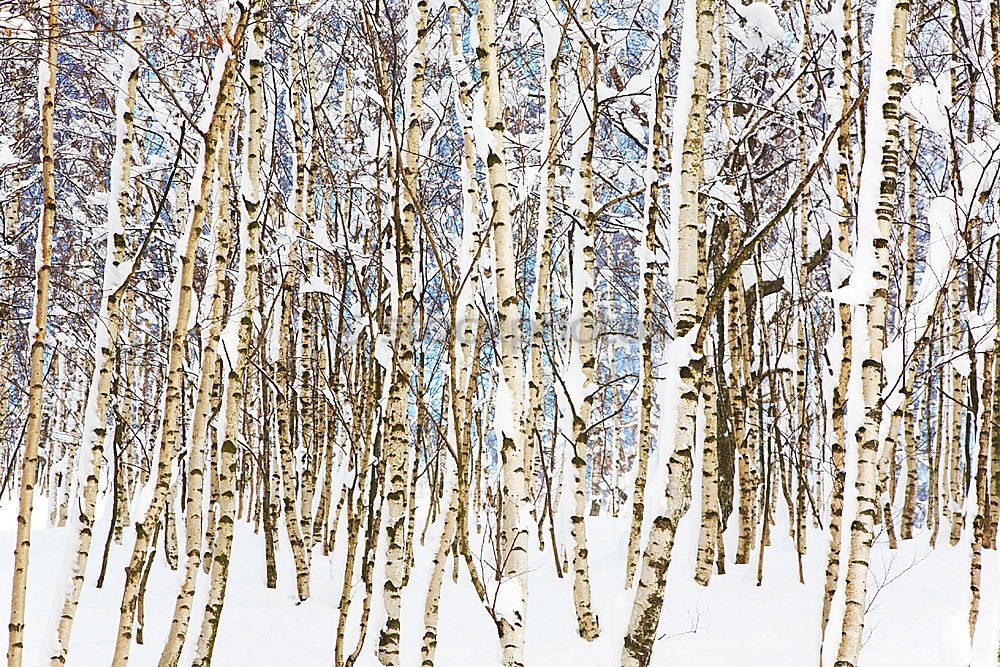 Similar – Image, Stock Photo Russian wood Winter Snow