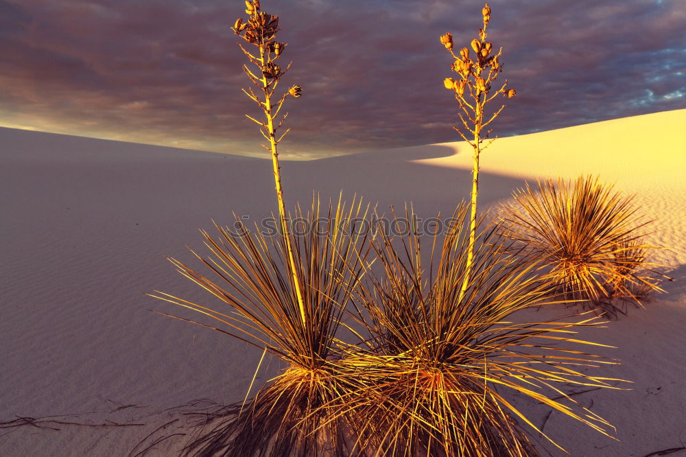 Similar – Image, Stock Photo December morning 2007