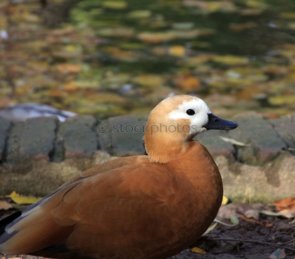 Similar – Image, Stock Photo autumn gull Seagull Bird