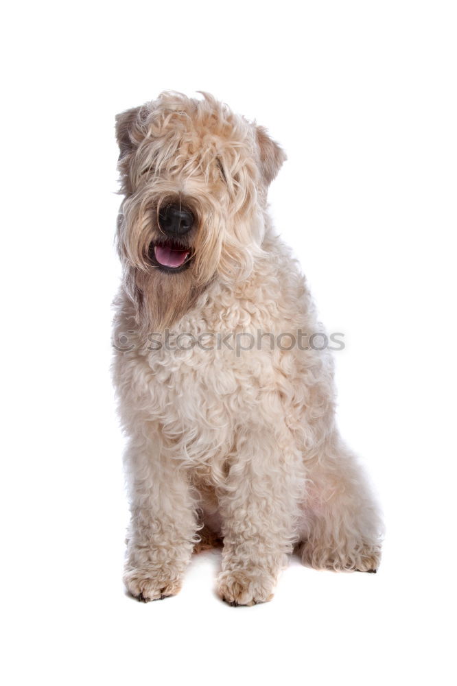 Similar – Image, Stock Photo Dog 3 Animal Pet