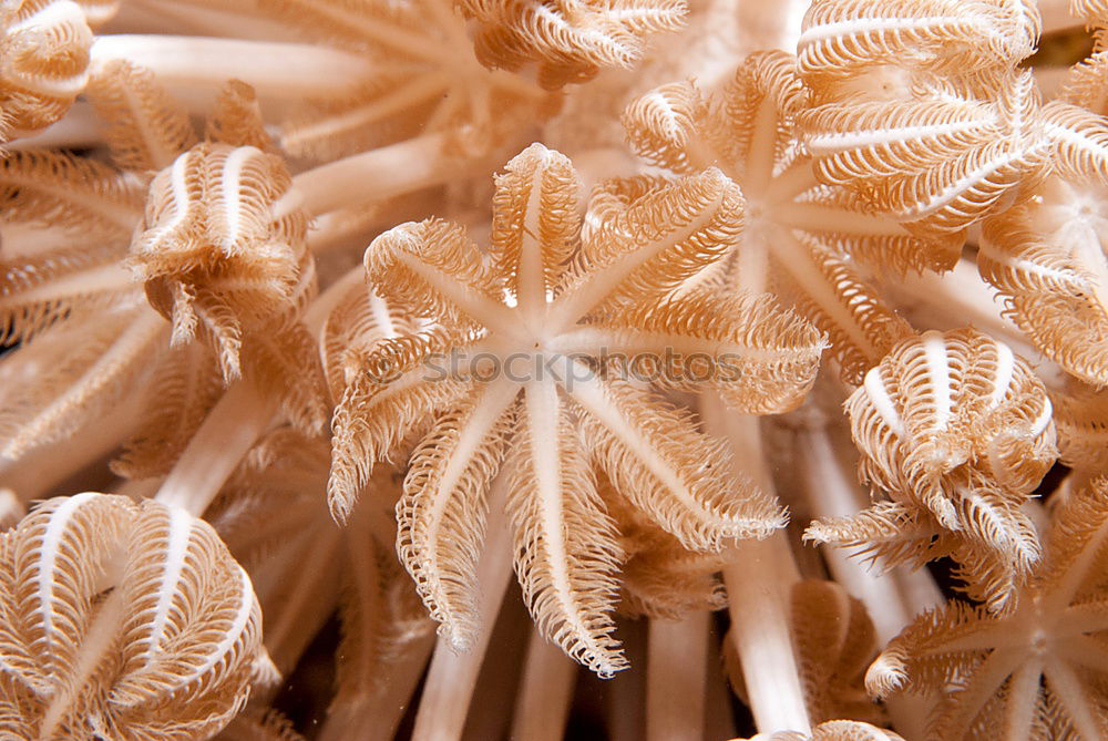 Similar – Image, Stock Photo starfish Starfish Ocean