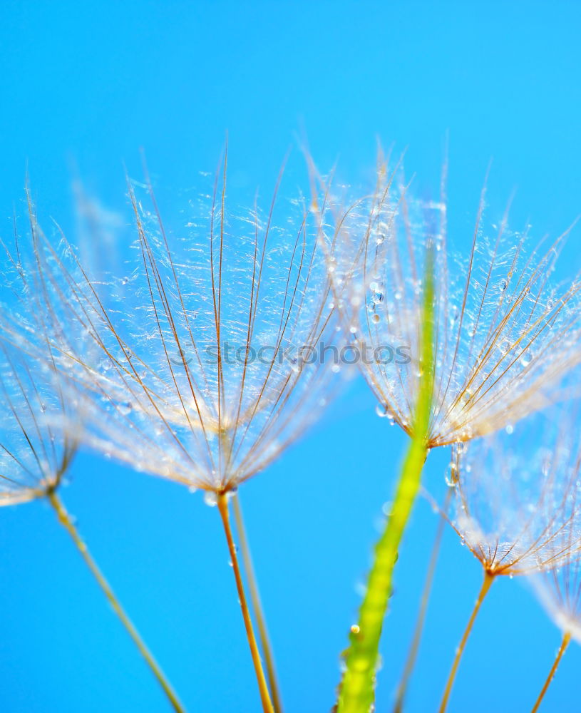 Similar – zerzauste Pusteblume , an der schon einige Samen fehlen