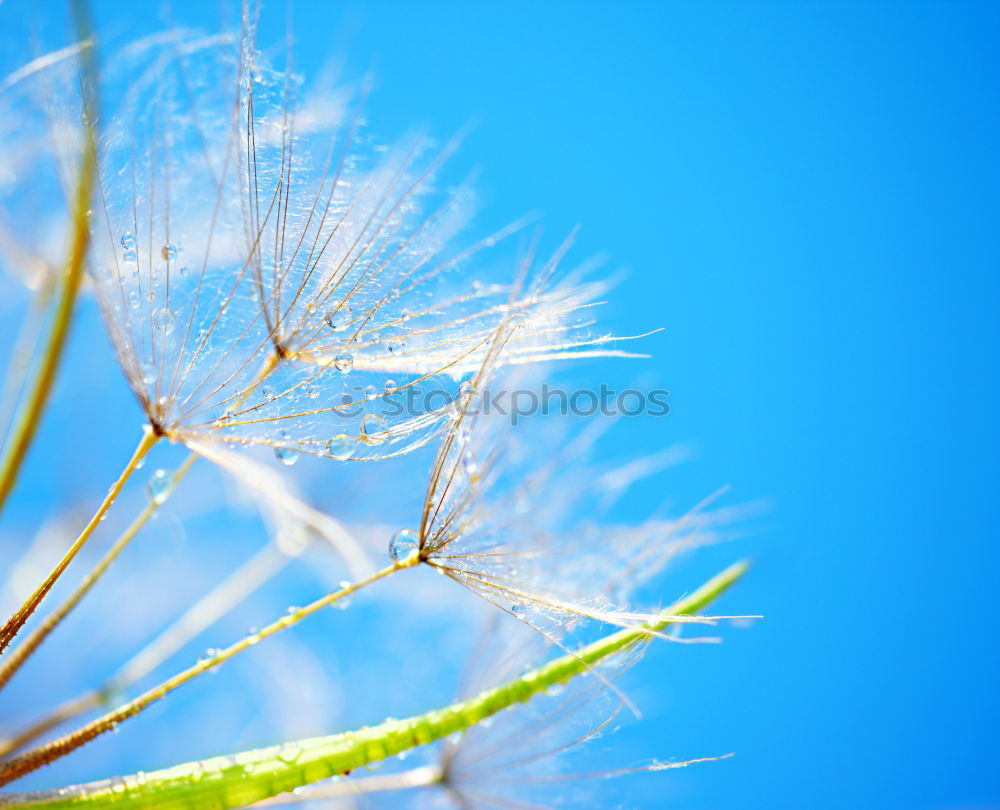 Similar – Image, Stock Photo buttercup Meadow Summer