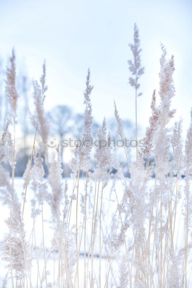 Similar – Image, Stock Photo winter Nature Winter Grass