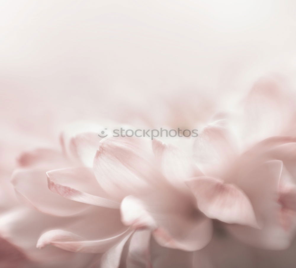 Similar – Image, Stock Photo a little flower for you