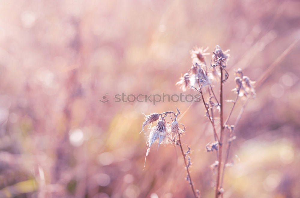 Similar – Image, Stock Photo Grasland Grass