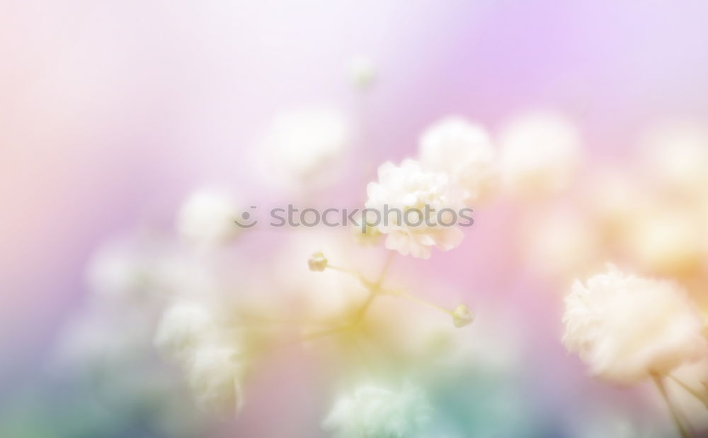 Similar – Image, Stock Photo White flowers on a blossom cherry tree with soft background