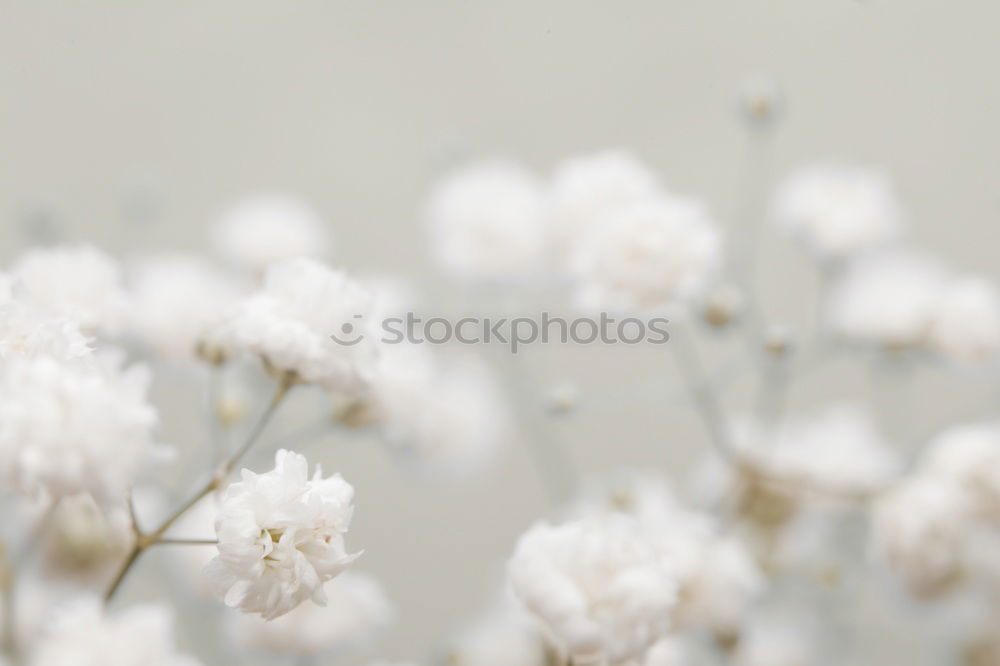 Similar – Image, Stock Photo Pilea libanensis