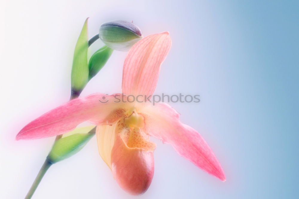 Similar – Macro of a dark red lily