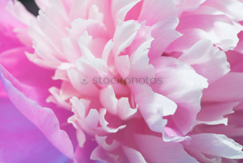 Similar – Image, Stock Photo Pink Blossoms Flower