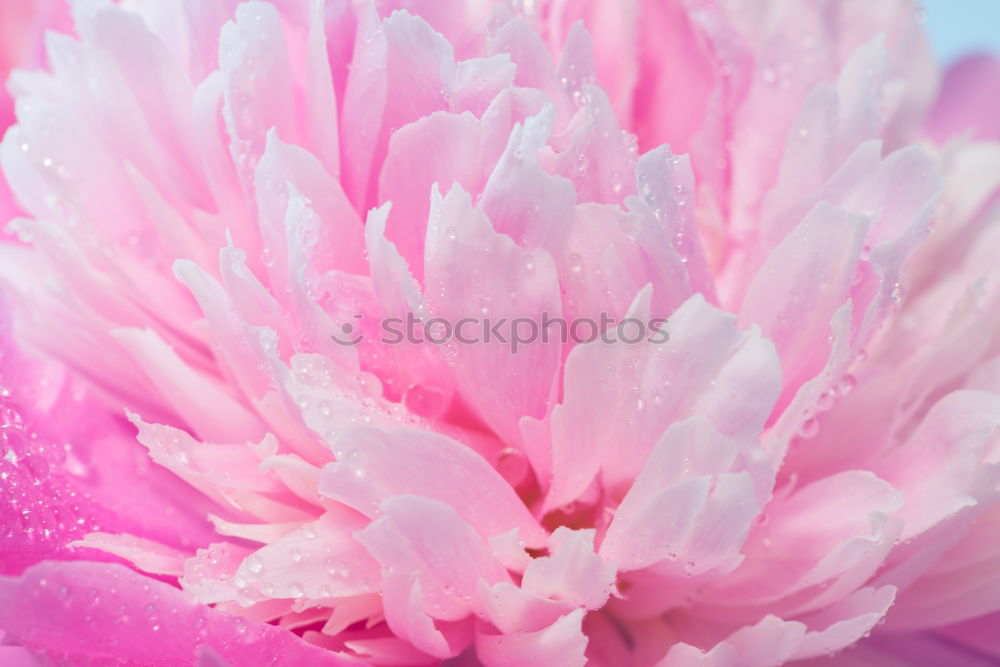 Similar – Image, Stock Photo Pink Blossoms Flower