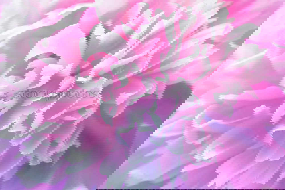 Similar – Image, Stock Photo fresh flower 1 Style
