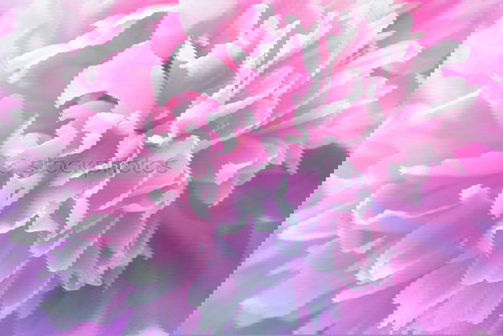 Image, Stock Photo fresh flower 1 Style