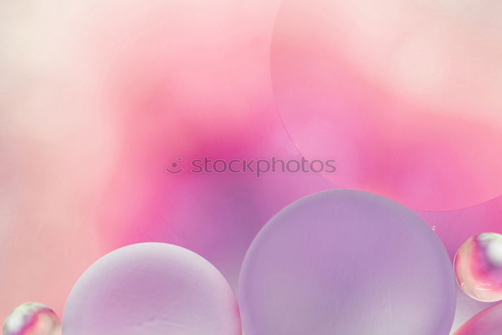 Similar – Image, Stock Photo Beautiful summer flowers