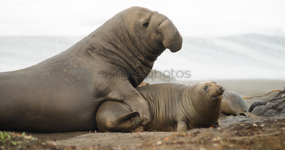 Similar – Image, Stock Photo New Zealand 162 Long shot