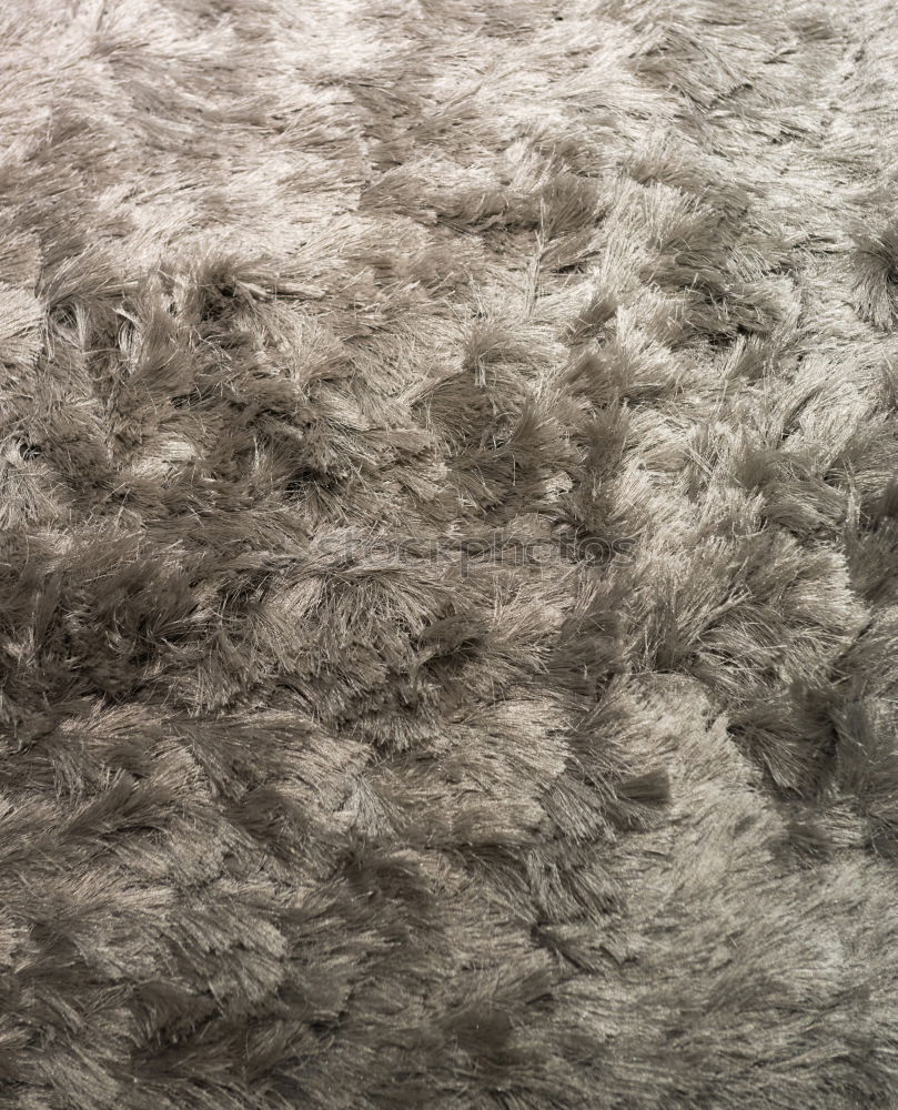 Image, Stock Photo when the fur burns