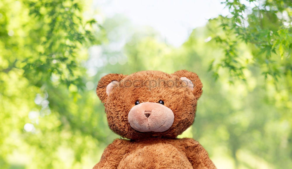 Similar – Teddy Per in the forest (1)