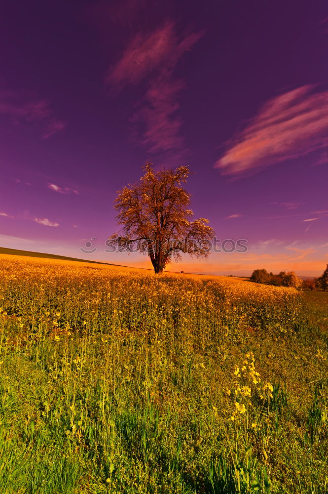 Similar – sunny day Field Tree