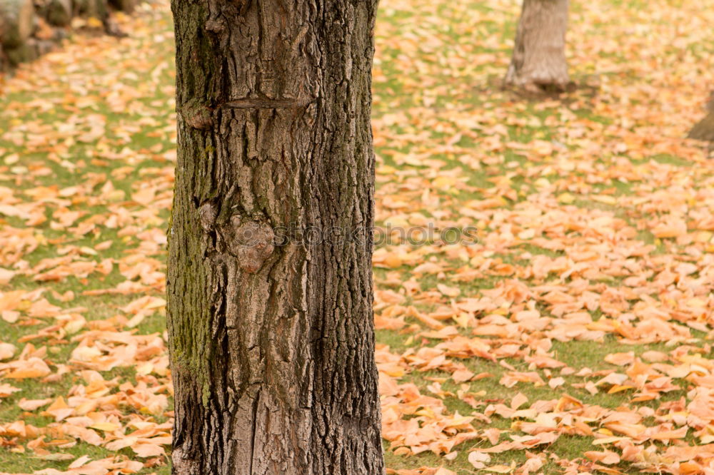 Similar – Image, Stock Photo autumn restriction zone