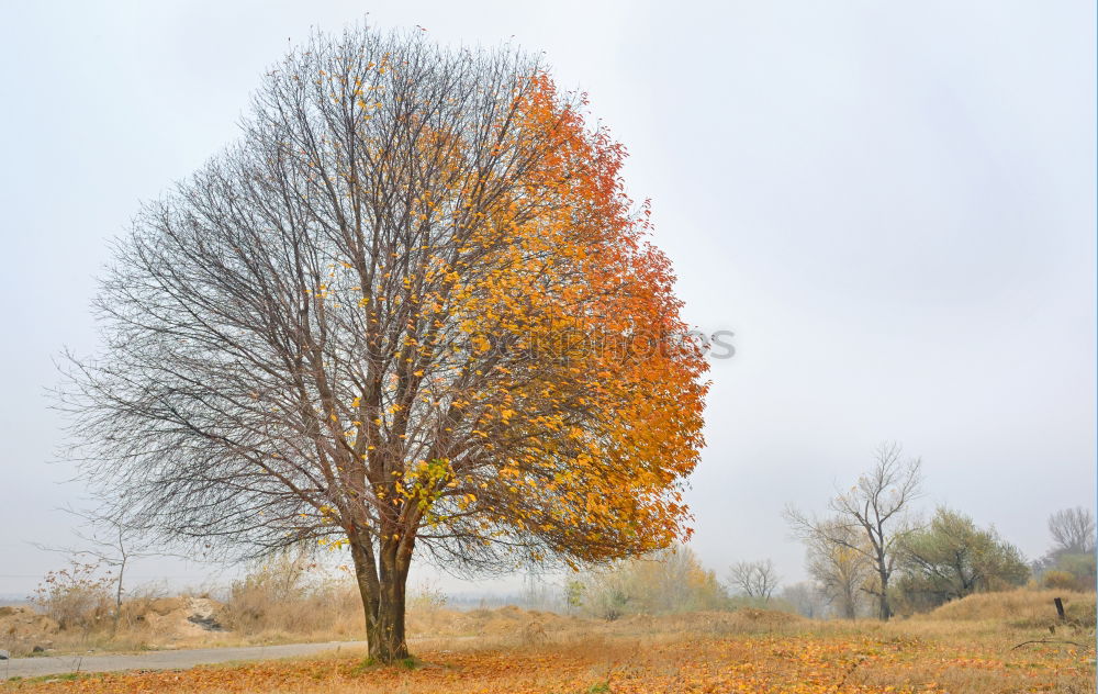 Similar – Autumn Revisited. Nature