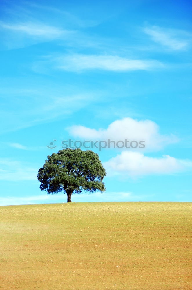 Similar – Baum unter Strom grün