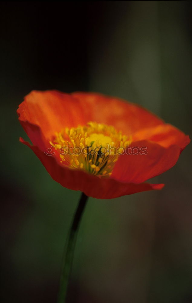 Similar – Foto Bild leuchtend Mohn Blume