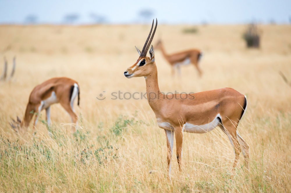 Similar – Impala Herd Nature Animal