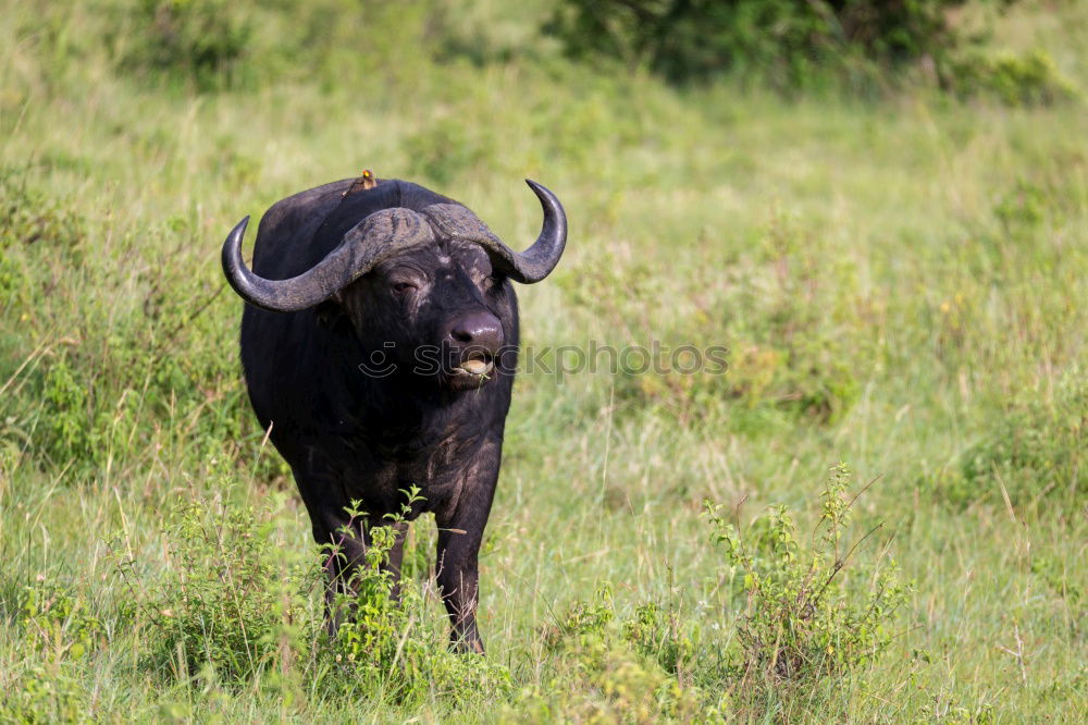 Similar – Image, Stock Photo water buffalo Nature