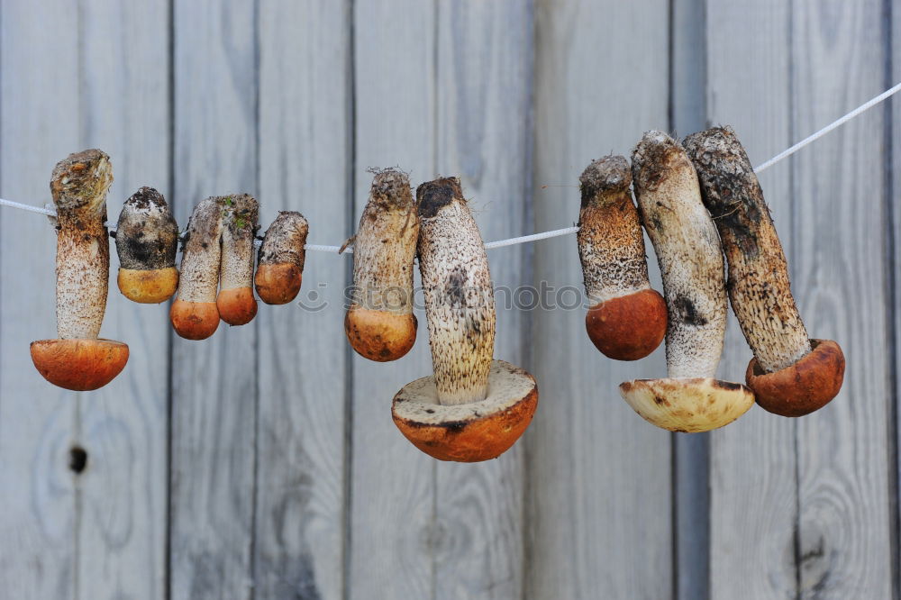 Similar – Image, Stock Photo autumn muffin Food Cake