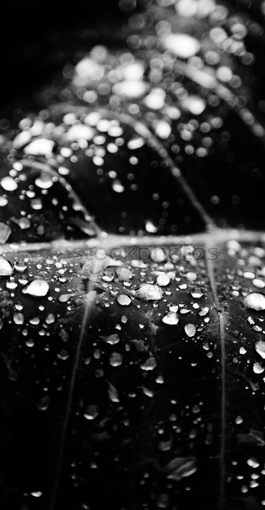 Similar – Black Rain Again Close-up